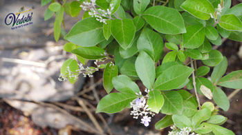 Know the Medicinal Importance, Benefits and Precautions of Karanja