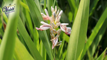 Health Benefits and Uses of Rasna