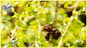 Why is Karkatshringi considered important in Ayurveda