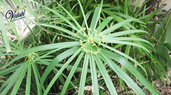 What is Nagarmotha? Know its Benefits and Uses