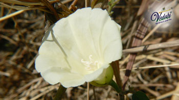 Nisoth (Indian Jalap): Know its Benefits, Uses and Side effects