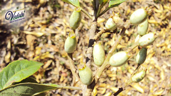 Know the Amazing Benefits of Lodhra