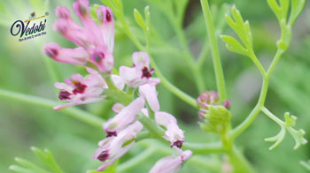 Pittapapada: Benefits, Uses and Side effects