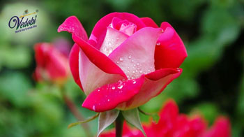 10 Health Benefits and Uses of Rose Flower