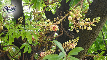 Sal Tree: Benefits, Uses and Side effects