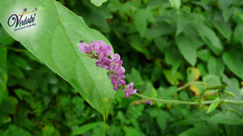 Benefits, Uses and Side effects of Shalparni