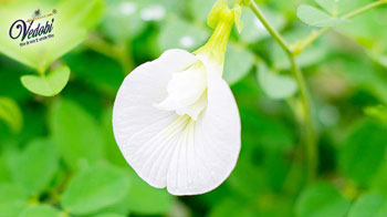 Benefits and Uses of Shankhpushpi