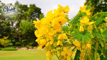 Know the Importance, Benefits, and Side effects of Senna in Ayurveda
