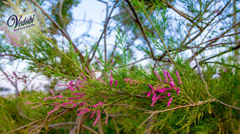 झाऊ के फायदे और नुकसान