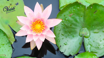 कमल एक दिव्य सौंदर्य और पवित्रता का प्रतीक