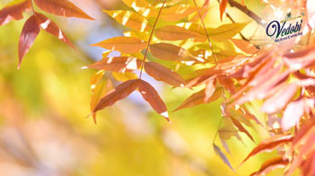 आयुर्वेद में कर्कटशृंगी के महत्व और फायदे