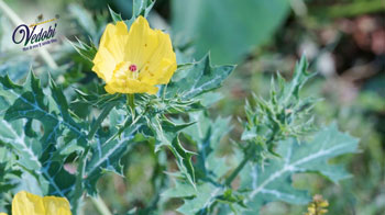 कटेरी के फायदे और नुकसान