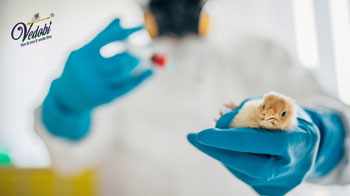 बर्ड फ्लू क्या है? जानें, इसके लक्षण, कारण और इलाज