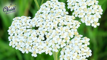What is Yarrow? Know its Importance, Benefits, Uses and Side effects in Ayurveda
