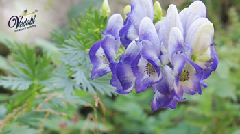 वत्सनाभ के फायदे, उपयोग और दुष्प्रभाव