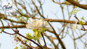 Benefits and Side effects of Varuna