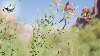 यावसा के आयुर्वेदिक महत्व और उपयोग