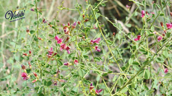 Yavasa: A Traditional Ayurvedic Medicine