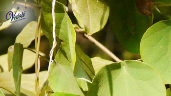 पाठा के फायदे, उपयोग और नुकसान