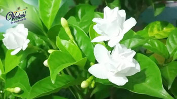 Tagar: Benefits, Uses and Side effects