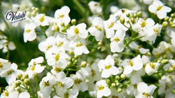 यारो क्या है? जानिए, इसका आयुर्वेदिक महत्व, लाभ, उपयोग और दुष्प्रभाव