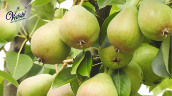 नाशपाती खाने के फायदे और नुकसान