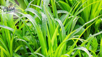 वच के फायदे और उपयोग