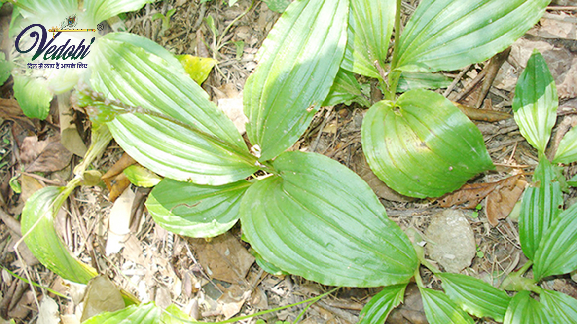 जीवक के महत्व, फायदे और नुकसान