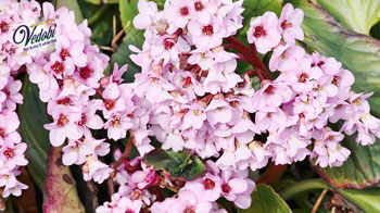 पाषाणभेद क्या है? जानें, इसके फायदे और उपयोग