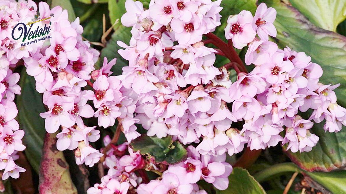 पाषाणभेद क्या है? जानें, इसके फायदे और उपयोग