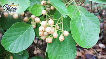 लिसोड़ा के फायदे और नुकसान