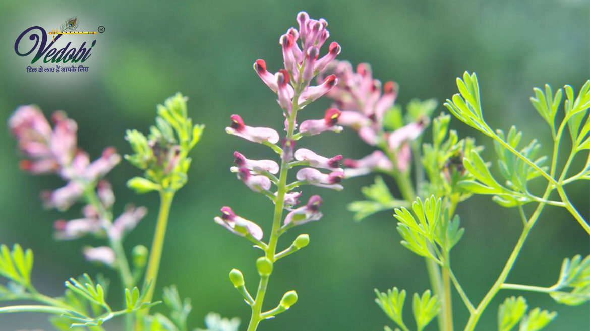 पित्तपापड़ा का आयुर्वेदिक महत्व और फायदे