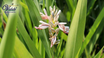 रासना के अद्भुत फायदे और उपयोग