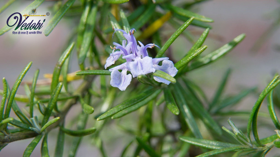 रोज़मैरी के फायदे और नुकसान