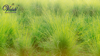 What are poppy seeds? Know its benefits and uses