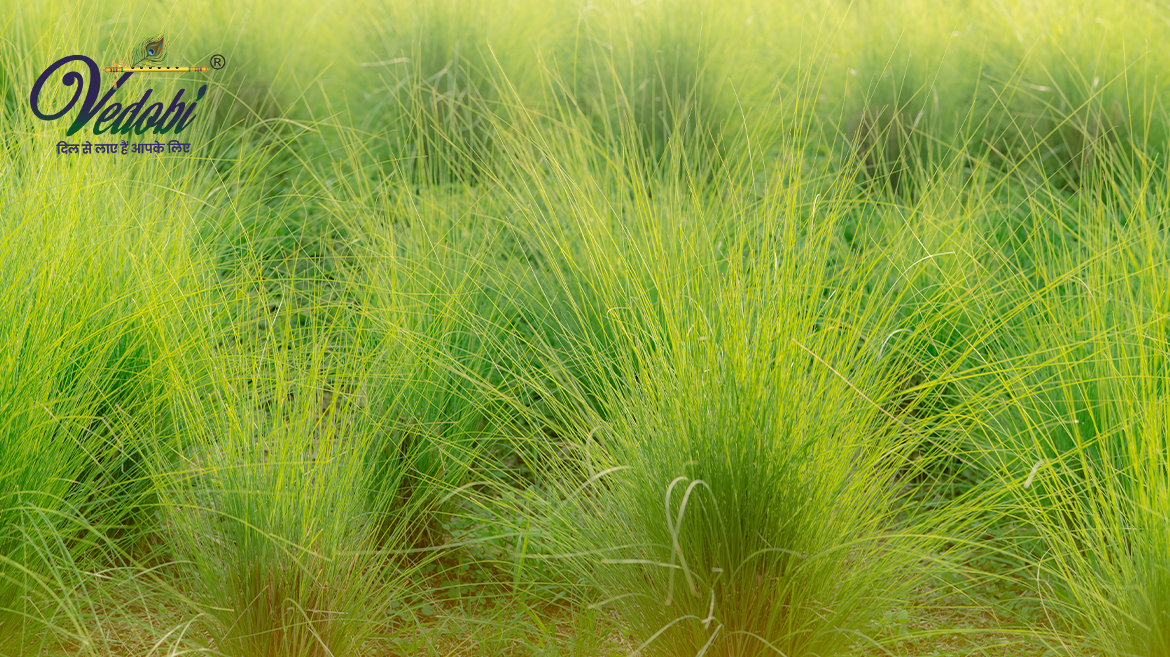 What are poppy seeds? Know its benefits and uses