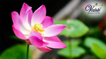 पद्मक के लाभ, उपयोग और दुष्प्रभाव