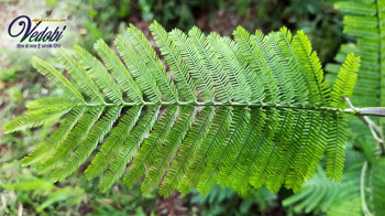 खदिर के फायदे, उपयोग और नुकसान