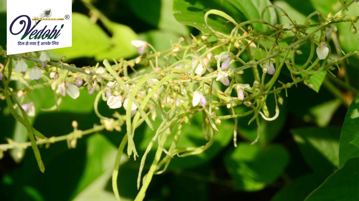 शालपर्णी के औषधीय महत्व और फायदे