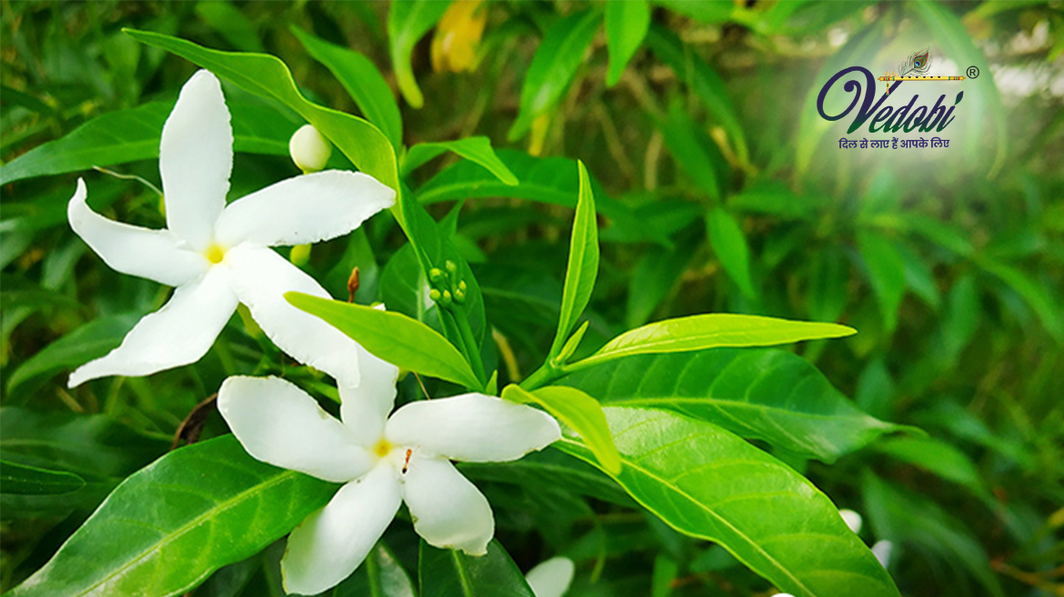 तगर के अद्भुत फायदे और उपयोग