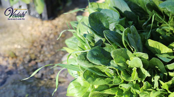 पालक के अद्भुत फायदे और नुकसान