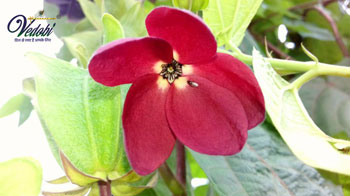 उलटकंबल क्या है? जानें, इसके आयुर्वेदिक महत्व और फायदे