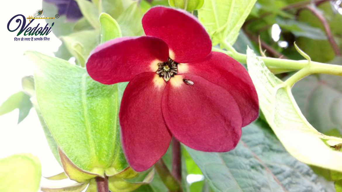 उलटकंबल क्या है? जानें, इसके आयुर्वेदिक महत्व और फायदे