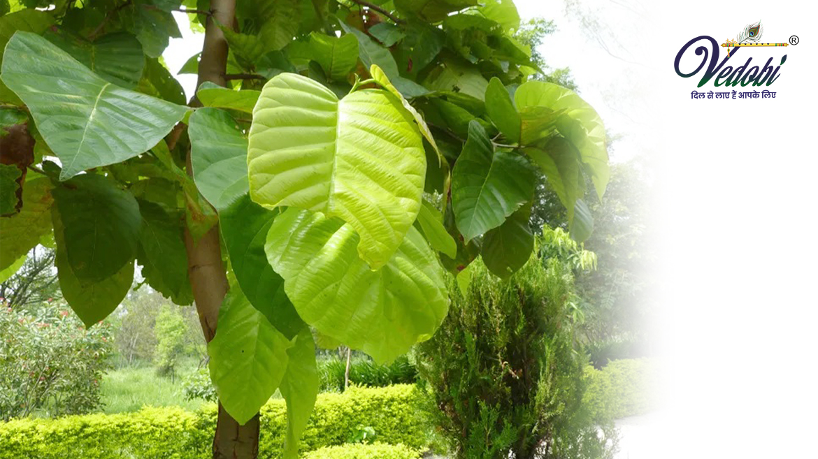 साल के फायदे, उपयोग और दुष्प्रभाव