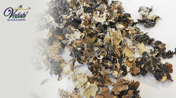 स्टोन फ्लॉवर (पत्थर फूल) के स्वास्थ्य लाभ, उपयोग और दुष्प्रभाव