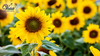 सूरजमुखी क्या है? जानें, इसके पौष्टिक तत्व और फायदे