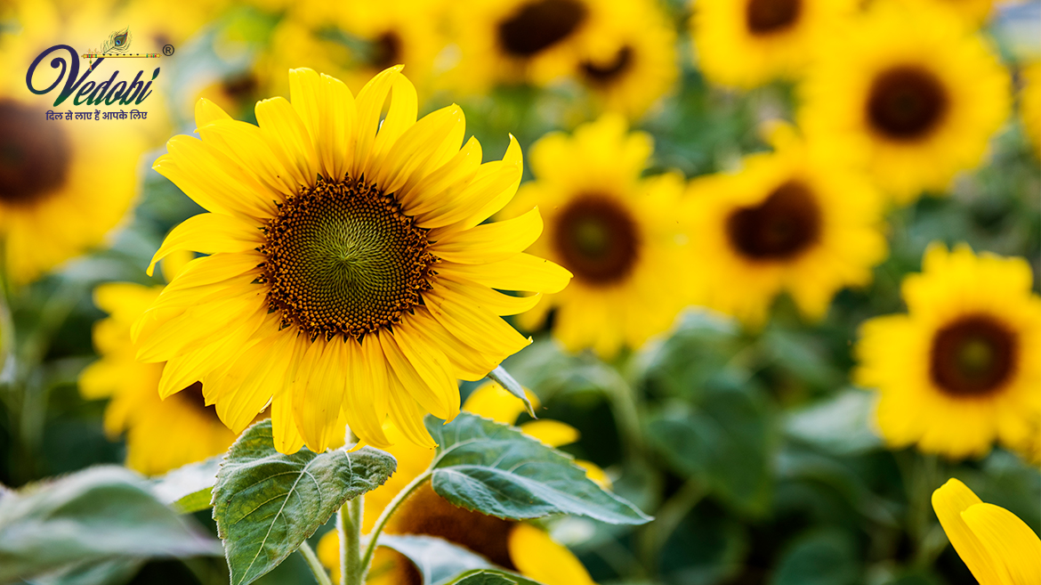 सूरजमुखी क्या है? जानें, इसके पौष्टिक तत्व और फायदे