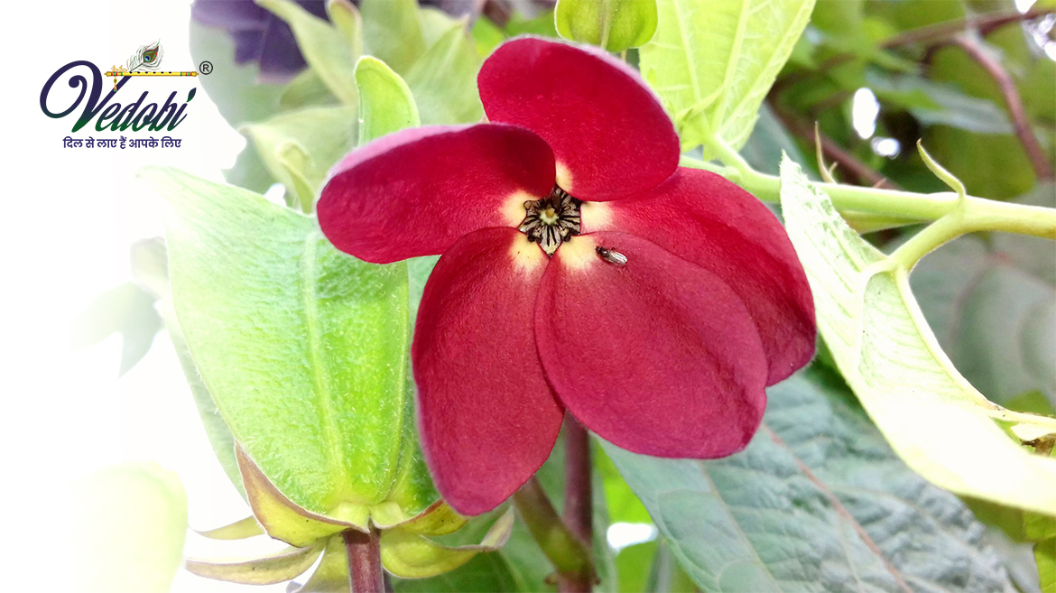 Ulatkambal: Benefits and Side effects