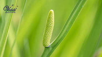 Vacha (Sweet Flag): Benefits and Side effects