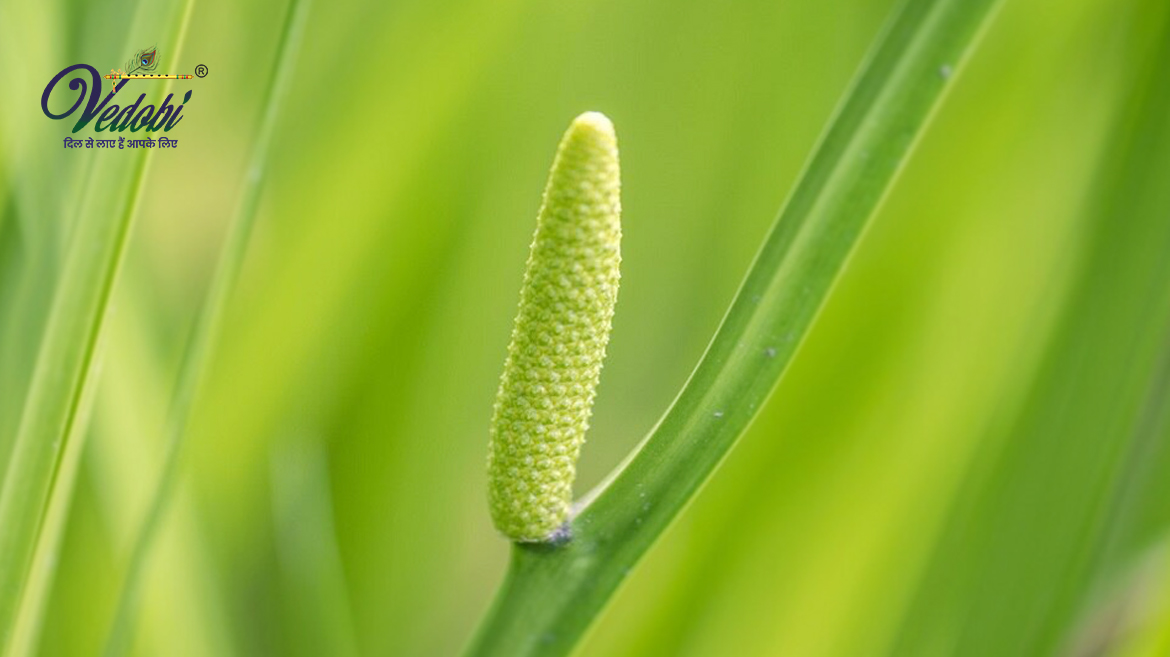 Vacha (Sweet Flag): Benefits and Side effects